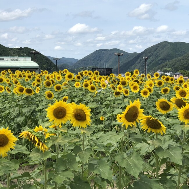 Mii♡のカバー写真