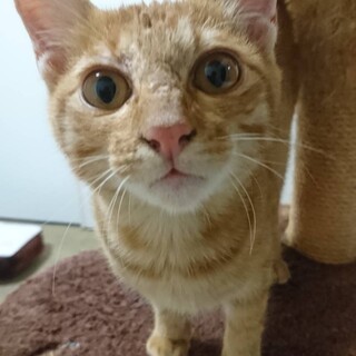 よく懐いています。人が大好き、家族になって下さい。