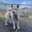 白い柴犬(4才)