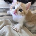ミルク里親決定✿.*·̩͙