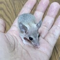 カイロトゲマウス・ベビー9月13日生（性別未明）