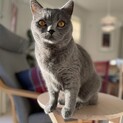 ブリティッシュショートヘアーの里親募集