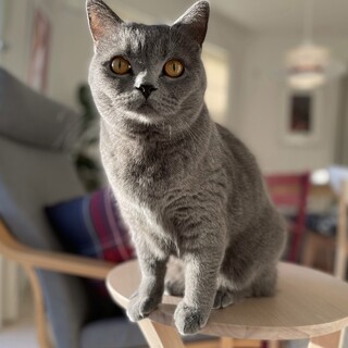 ブリティッシュショートヘアーの里親募集