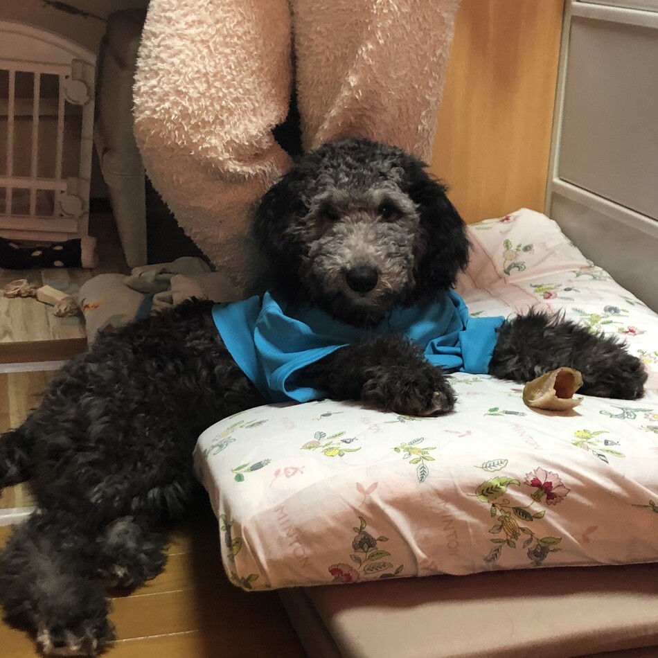 おはぎのカバー写真