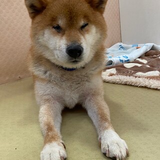 柴ちゃん風！まったり【チャード】くん☆