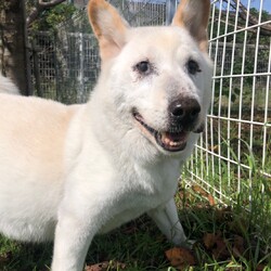 犬猫合同譲渡会 サムネイル1