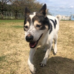 犬猫合同譲渡会 サムネイル2