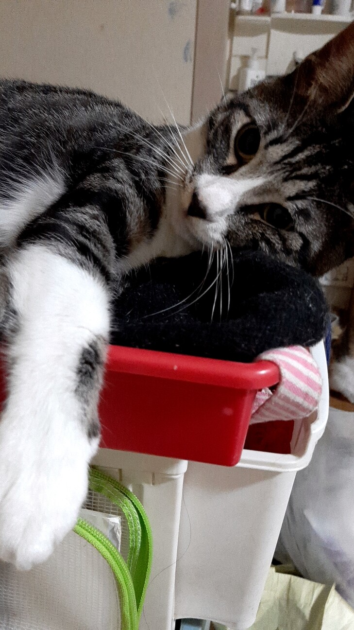 甘えん坊のオス猫です 猫 千葉県 猫の里親募集 ペットのおうち 月間利用者150万人