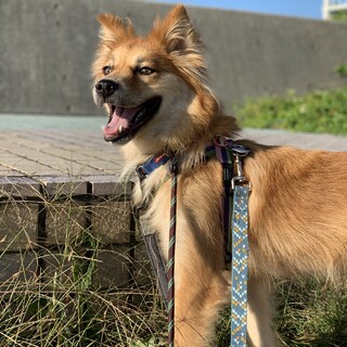 百獣の王！ハンサムな【クリーロ】くん☆