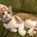 懐っこいおしゃべり茶白ちゃん