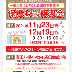 保護猫室内譲渡会