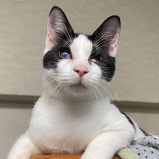 ハンデは個性　片目を失くした甘えん坊くん