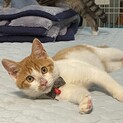 生後3ヶ月のオス猫です！