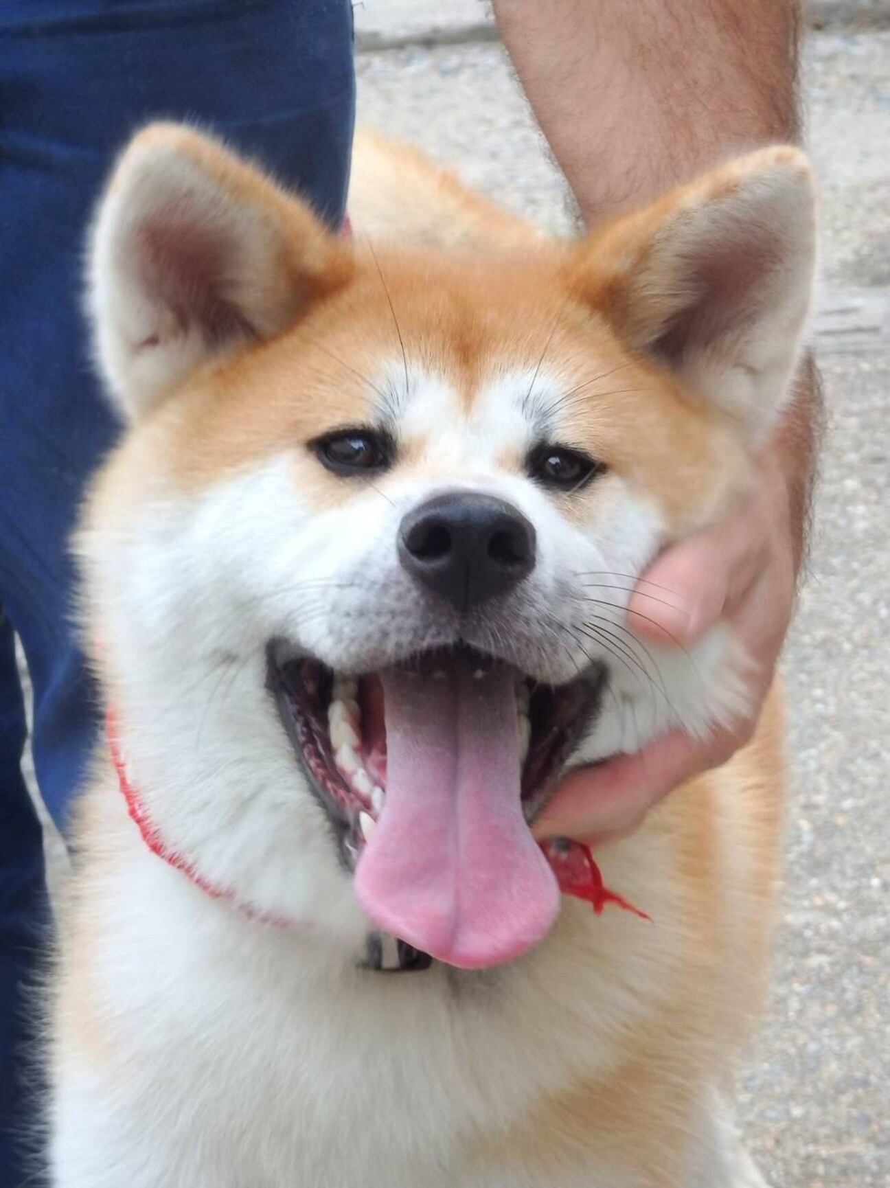 元気いっぱい 秋田犬のこ 奈良県 犬の里親募集 ペットのおうち 月間利用者150万人