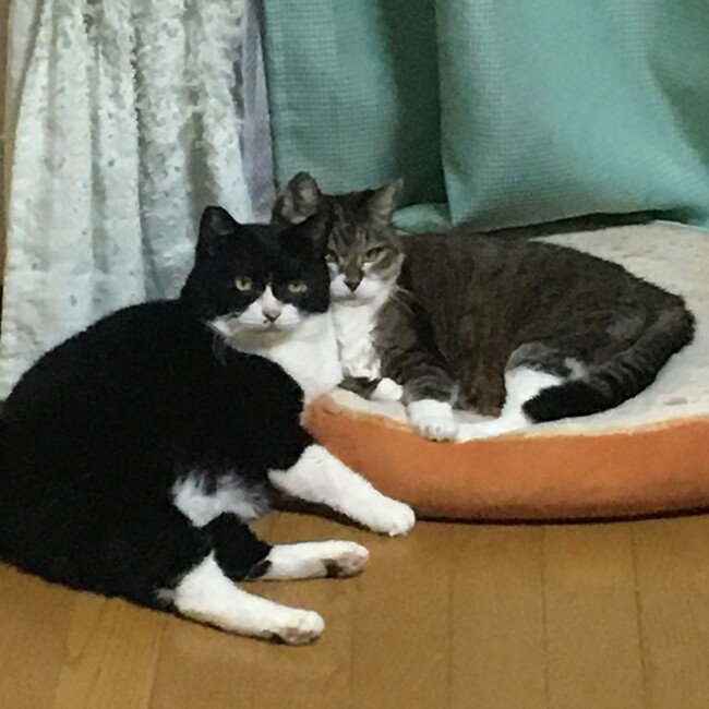 なべねこまたのカバー写真