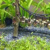 ブラックモーリー稚魚10匹程度譲ります サムネイル2