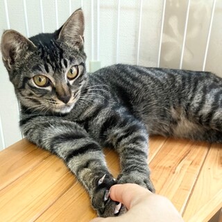 キリッとイケメン　キジトラのこうちゃん