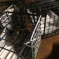 キジトラ子猫　枚方市