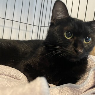 お外に戻れない蚊アレルギーの女の子