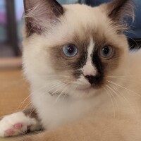 ネロディセピア