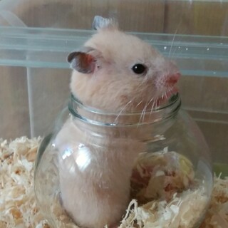 ハムスター 小動物 の里親募集情報 ペットのおうち 月間利用者150万人