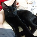 スリゴロの小悪魔系黒猫ふみ♀