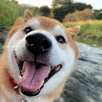増田ハチ