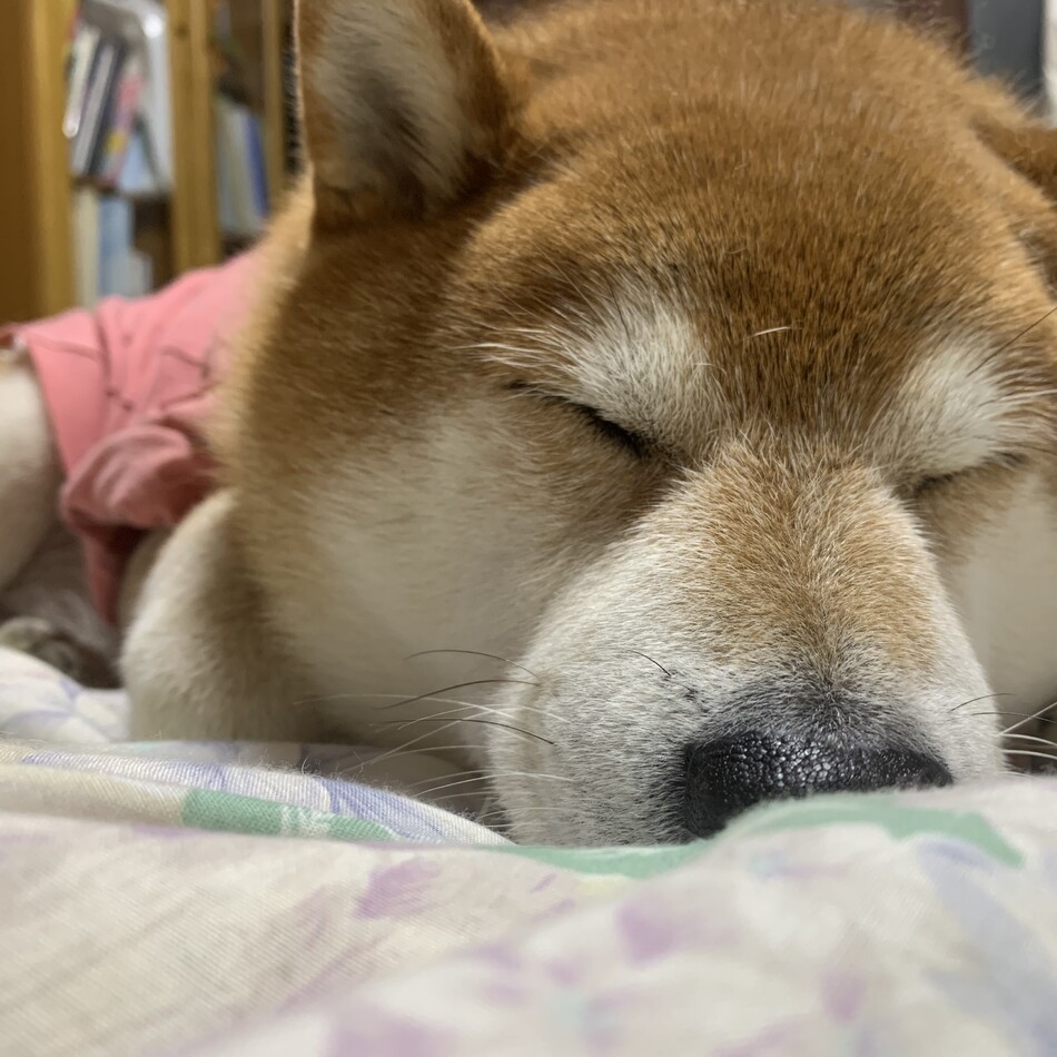 増田ハチのカバー写真