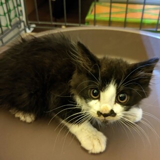 (里親決定)もふもふ♡こげ茶白ハチワレのノームくん