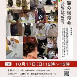 ねこだいら譲渡会
