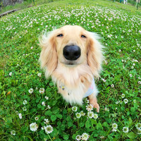つめくさ