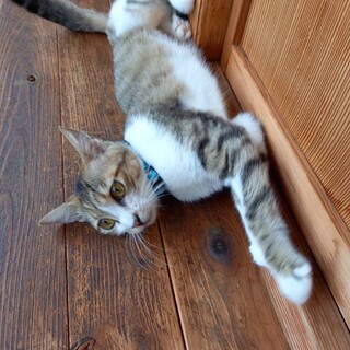 トラウマがあるようこさん