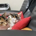 三毛猫の女の子　トロとイクラ