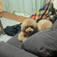 渡邉ぷぷ