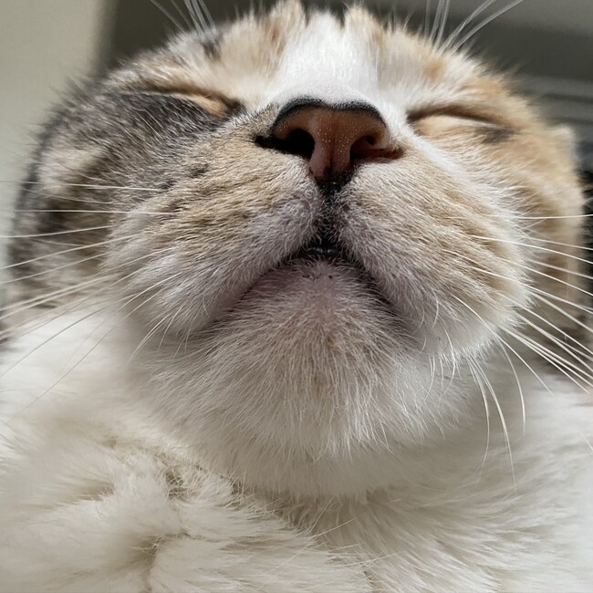 ヴみのカバー写真