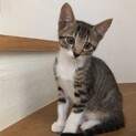 【10/24⭐️堺東にて里親会】参加猫メルちゃん