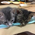 応募者多数のため、いったん募集を締め切ります