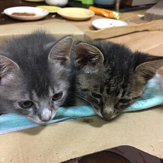 応募者多数のため、いったん募集を締め切ります