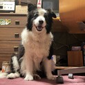 里親さんを大至急募集いたします。♀ボーダーコリー