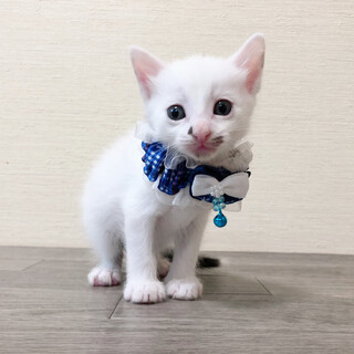 9月20日生まれ⭐️人馴れ抜群❣️白黒ちゃん