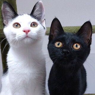 【10/17月島】フレンドリー&シャイな美猫ペア