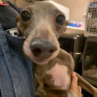 イタグレ♬ワイドくん♪里親絶賛募集中！