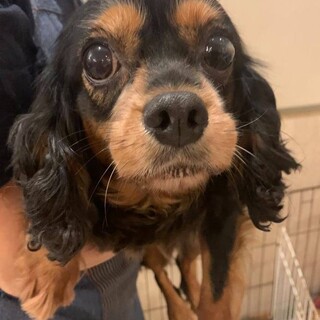 キャバリア♬セシリーちゃん♪里親絶賛募集中！