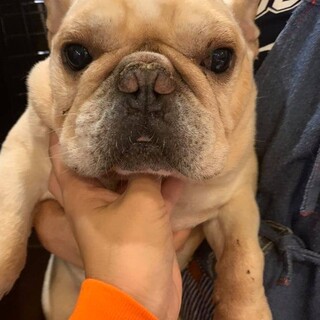 フレブル♬豆助♪里親絶賛募集中！