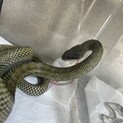 アオダイショウ