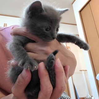 ぐれーちゃん（大口町登録団体大口猫の会）