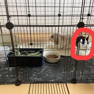 うさぎちゃんの里親募集