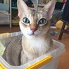 シン