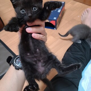 どえんちゃん（大口町登録団体大口猫の会）