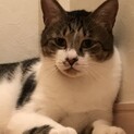 哀愁ただよう　しめじ君♂2歳